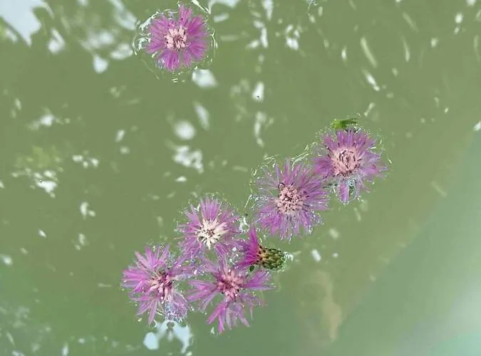 Shanti, Relax Tra I Ciliegi Роскошный шатер Креспеллано